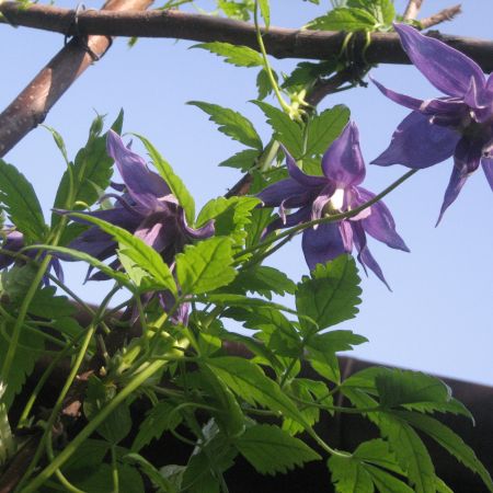 Clematis 